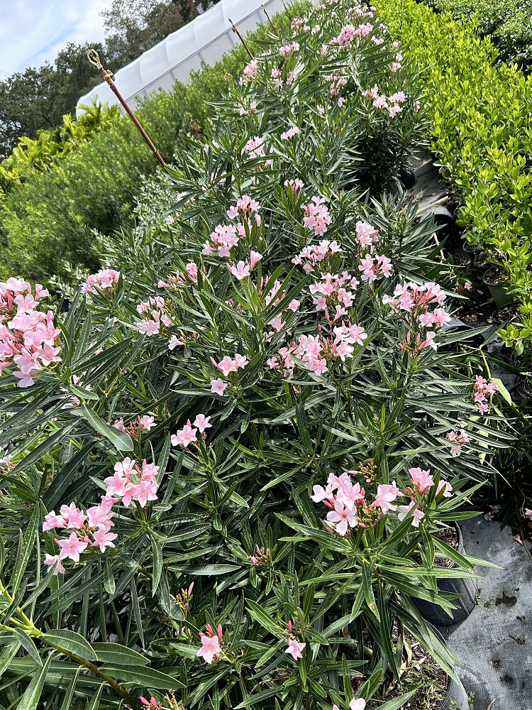 nerium-oleander-ice-pink-oleander