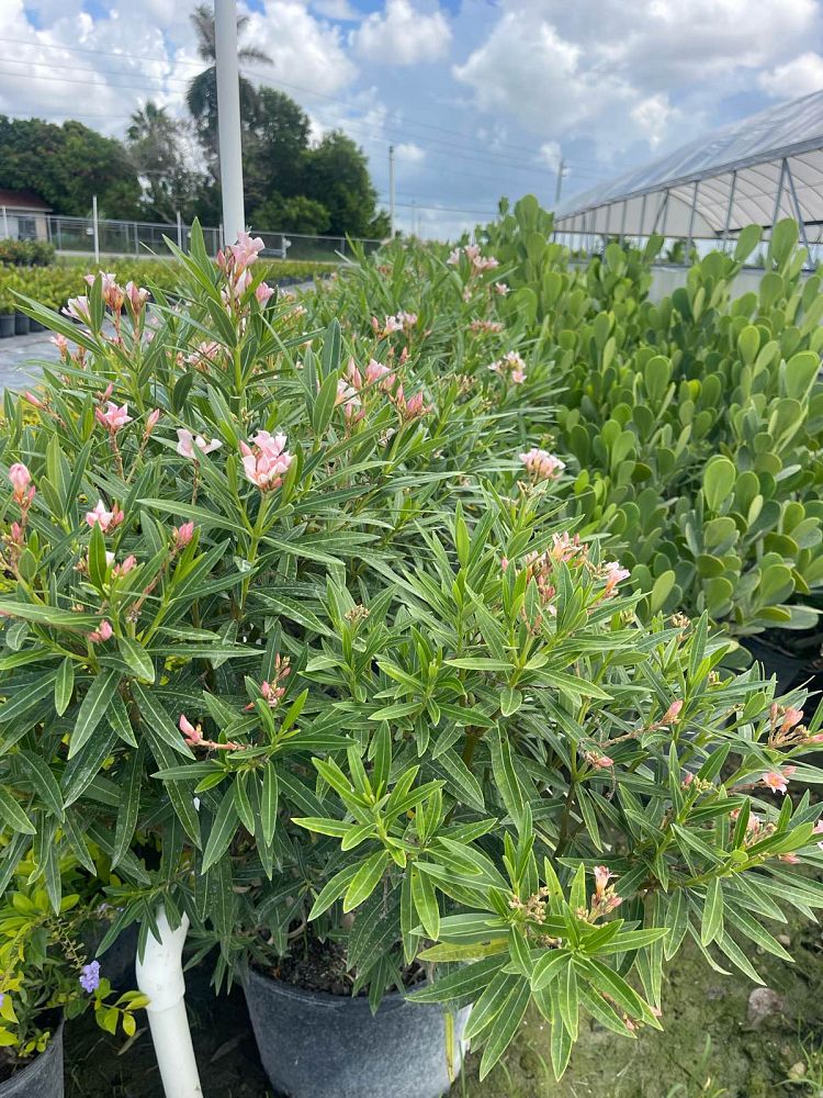 nerium-oleander-ice-pink-oleander