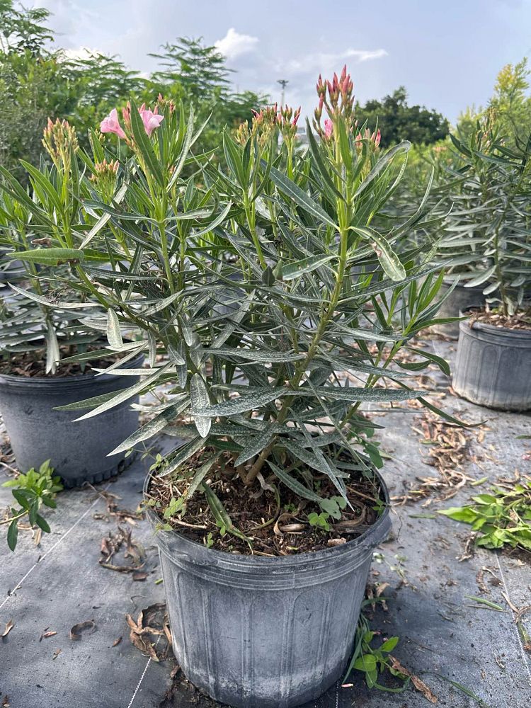 nerium-oleander-ice-pink-oleander