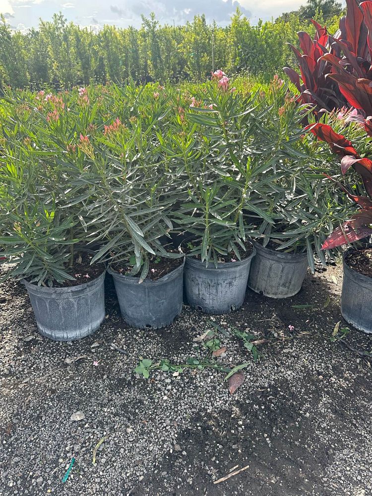 nerium-oleander-ice-pink-oleander