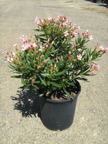nerium-oleander-little-red-oleander
