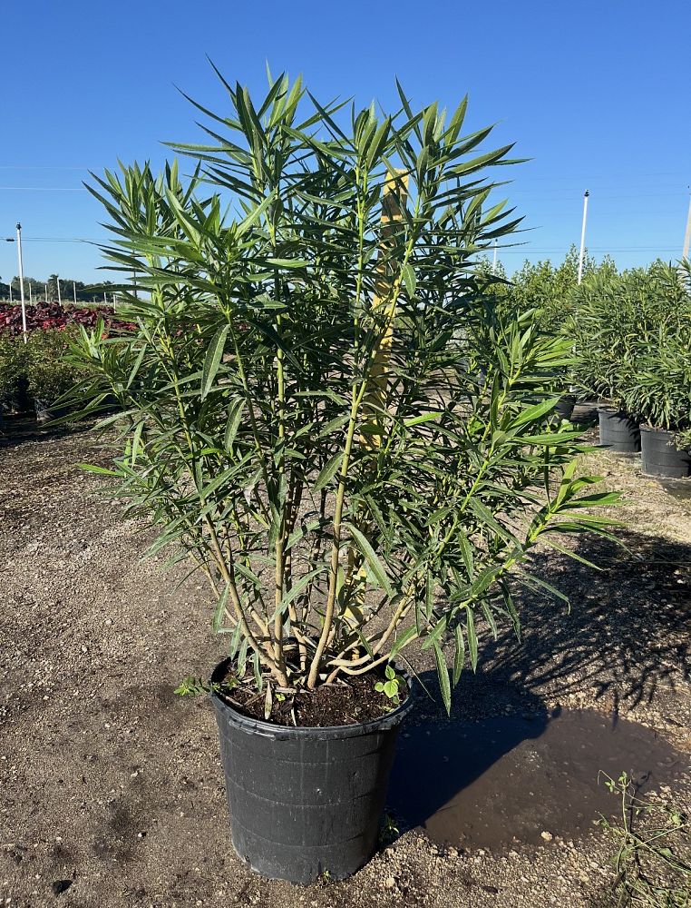 nerium-oleander-little-red-oleander