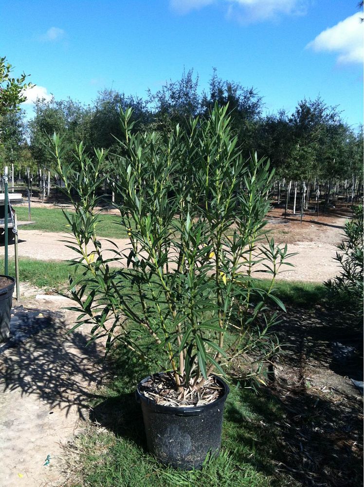 nerium-oleander-oleander