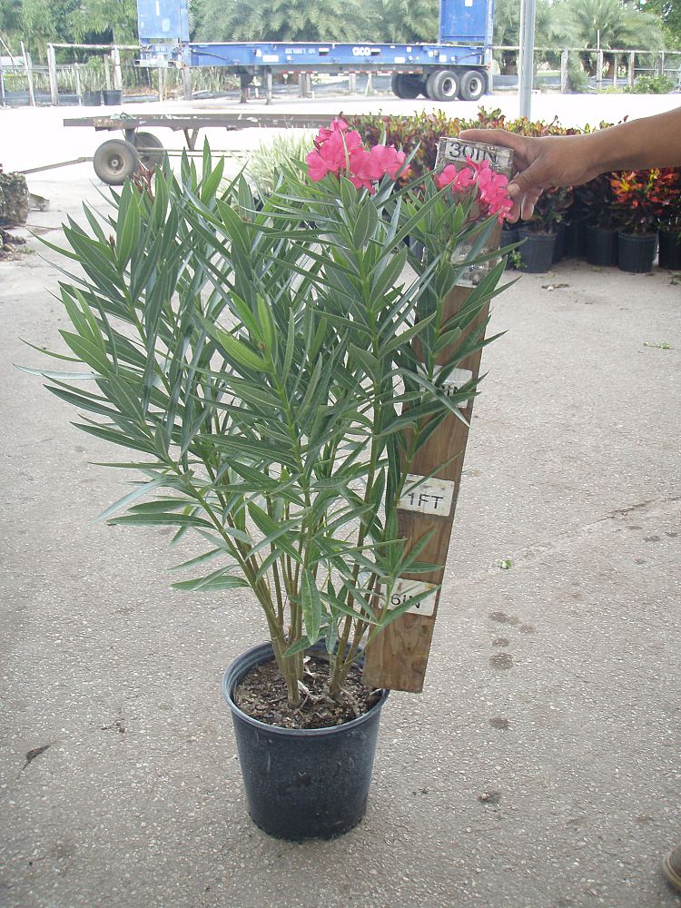 nerium-oleander-oleander