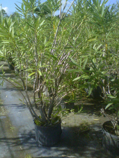 nerium-oleander-oleander