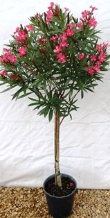 nerium-oleander-oleander