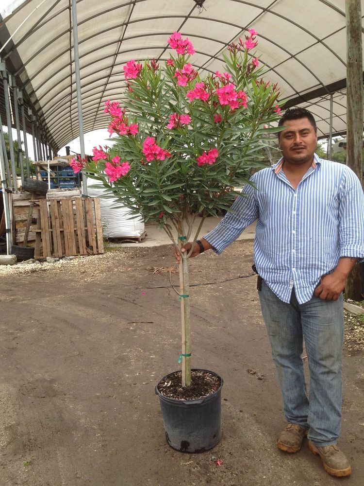 nerium-oleander-oleander