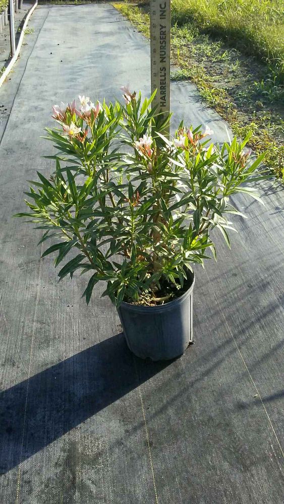 nerium-oleander-oleander