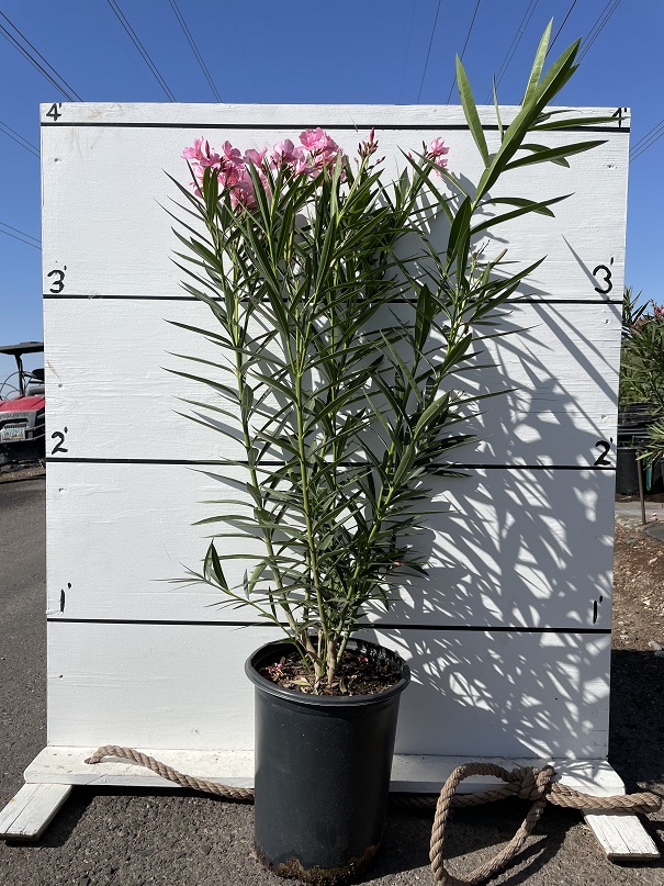 nerium-oleander-oleander