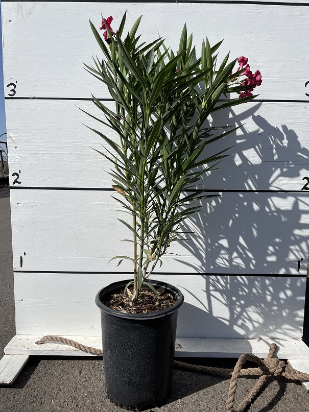 nerium-oleander-oleander