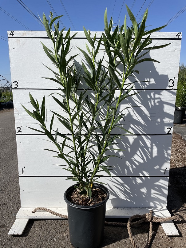 nerium-oleander-oleander