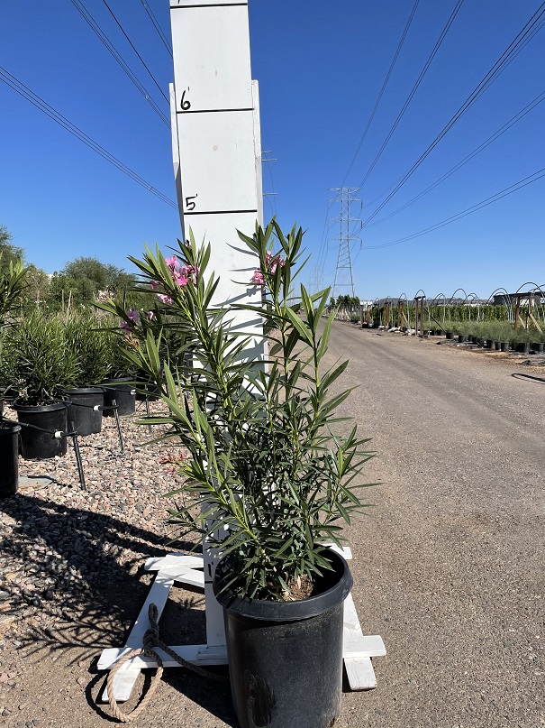 nerium-oleander-oleander