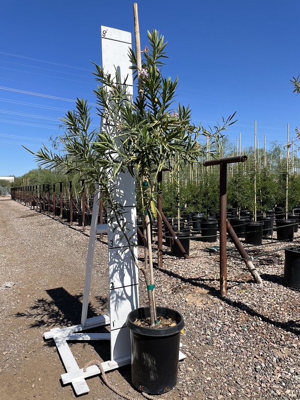 nerium-oleander-oleander