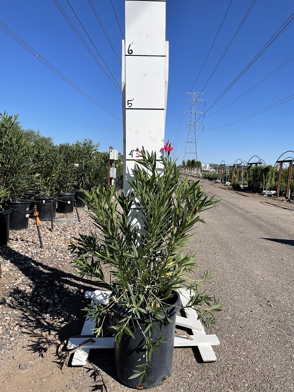 nerium-oleander-oleander