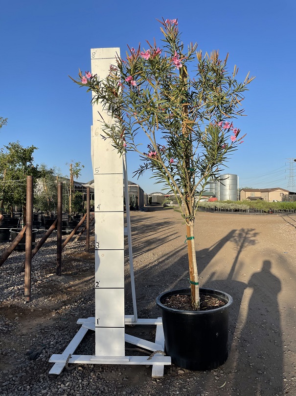 nerium-oleander-oleander
