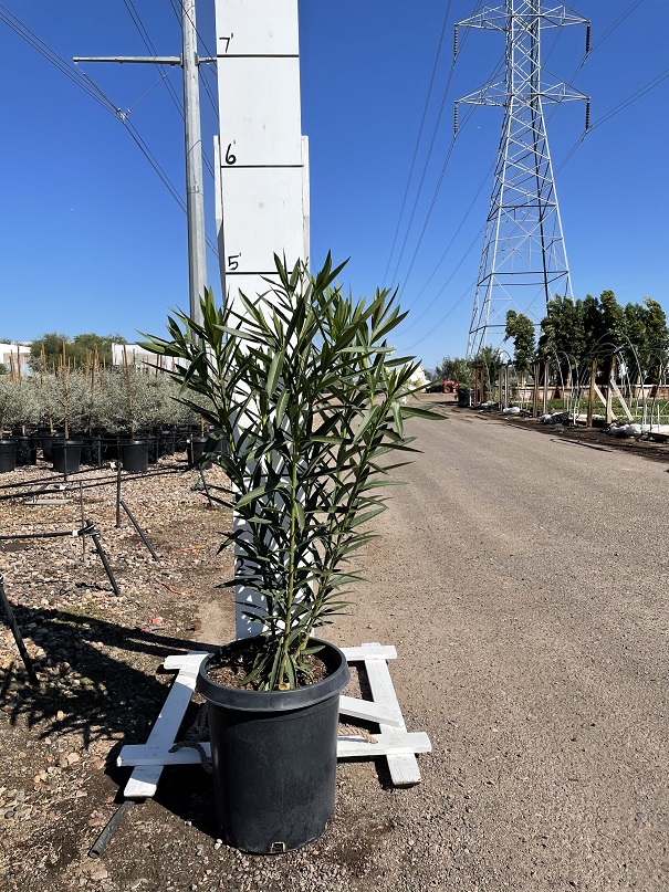 nerium-oleander-oleander