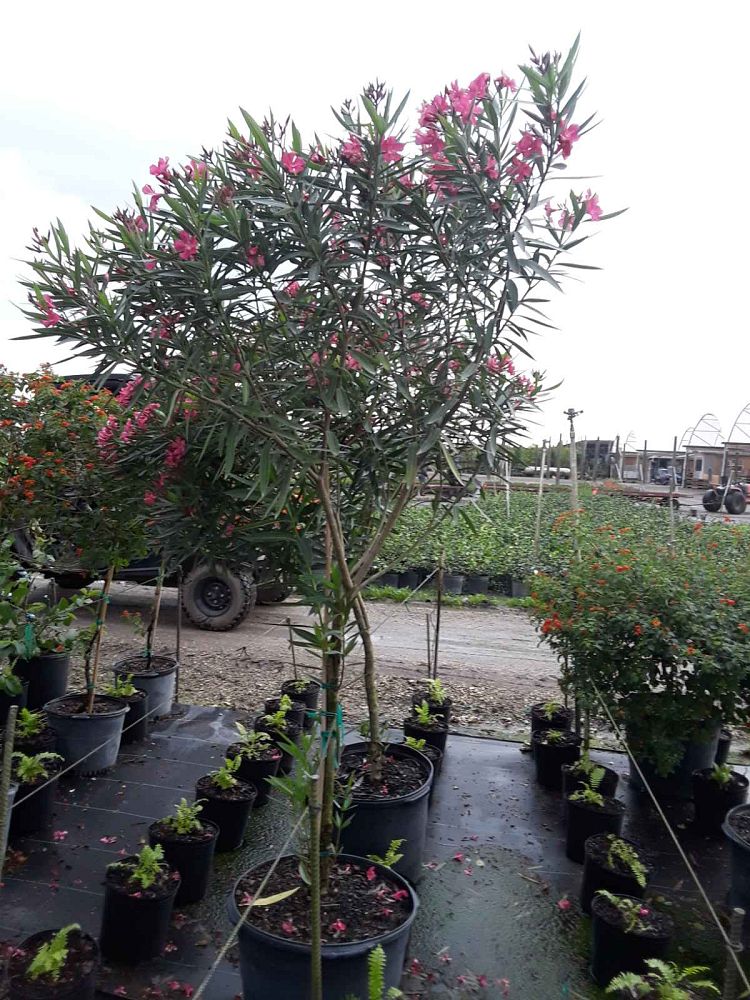nerium-oleander-oleander