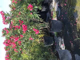 nerium-oleander-oleander