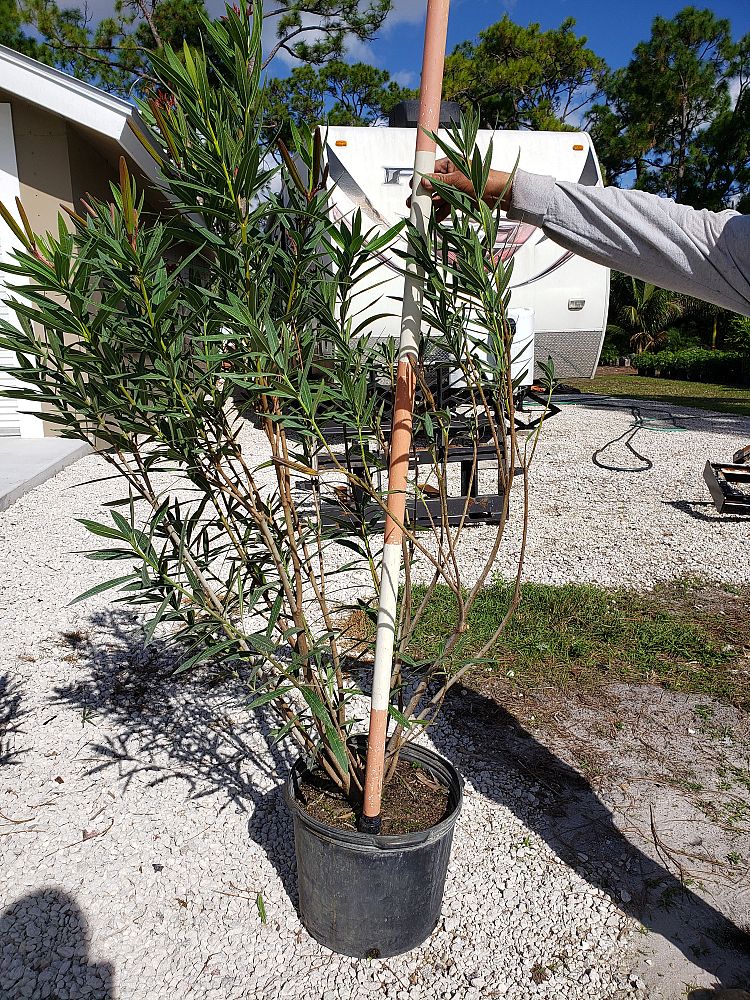 nerium-oleander-oleander