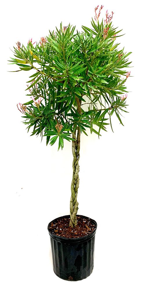 nerium-oleander-oleander