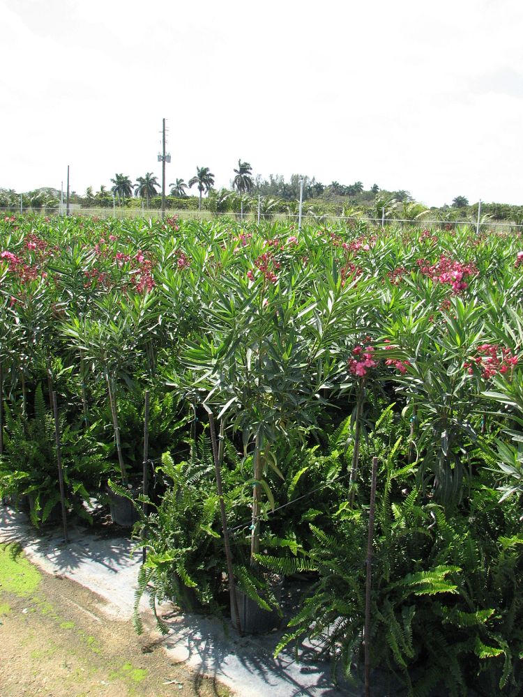 nerium-oleander-oleander