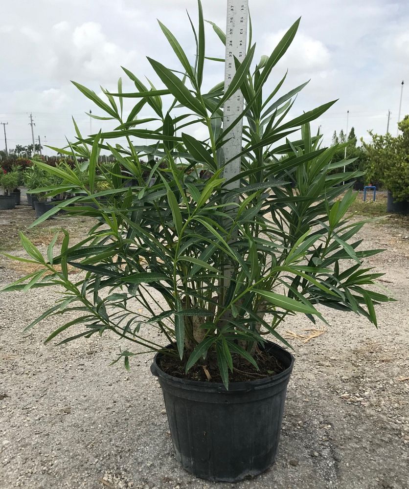 nerium-oleander-oleander