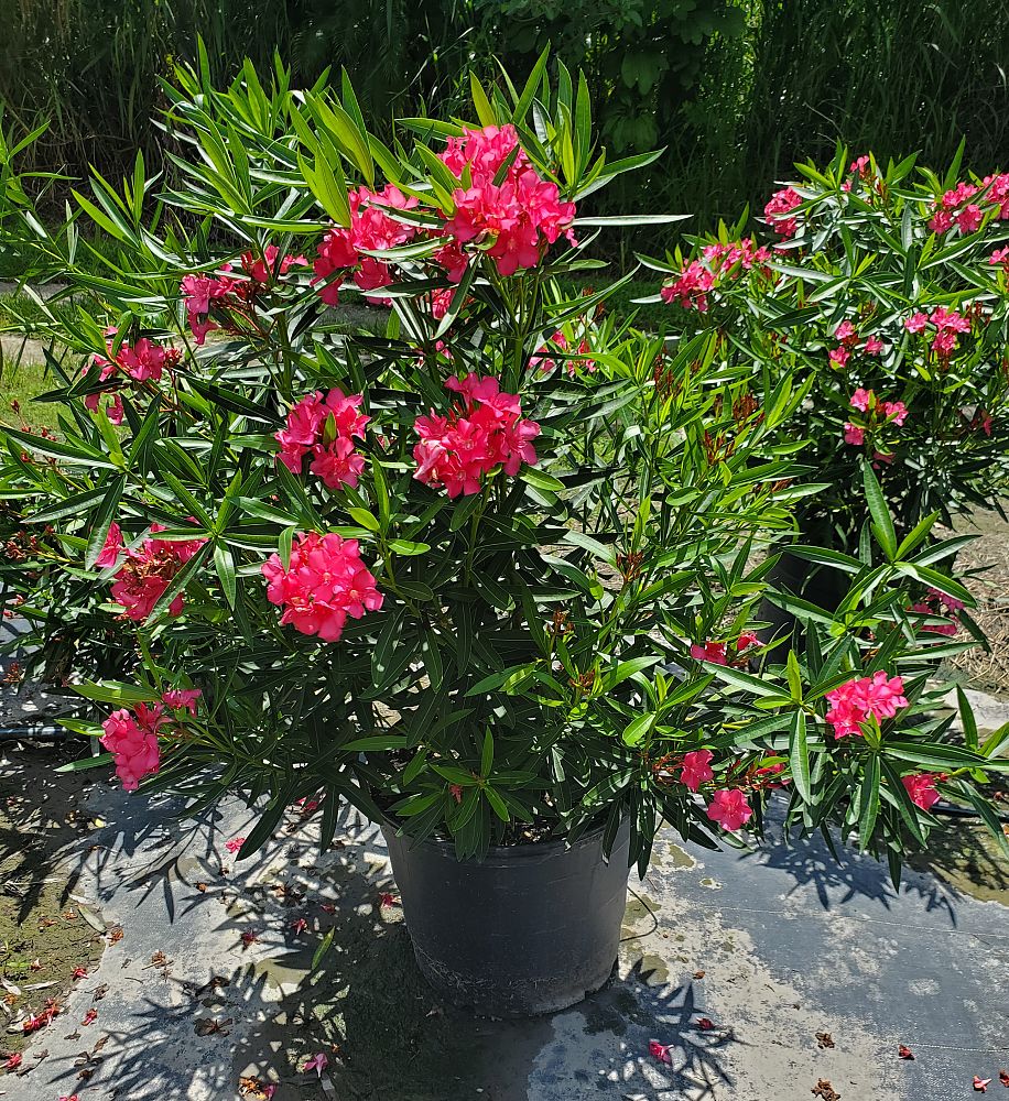 nerium-oleander-oleander