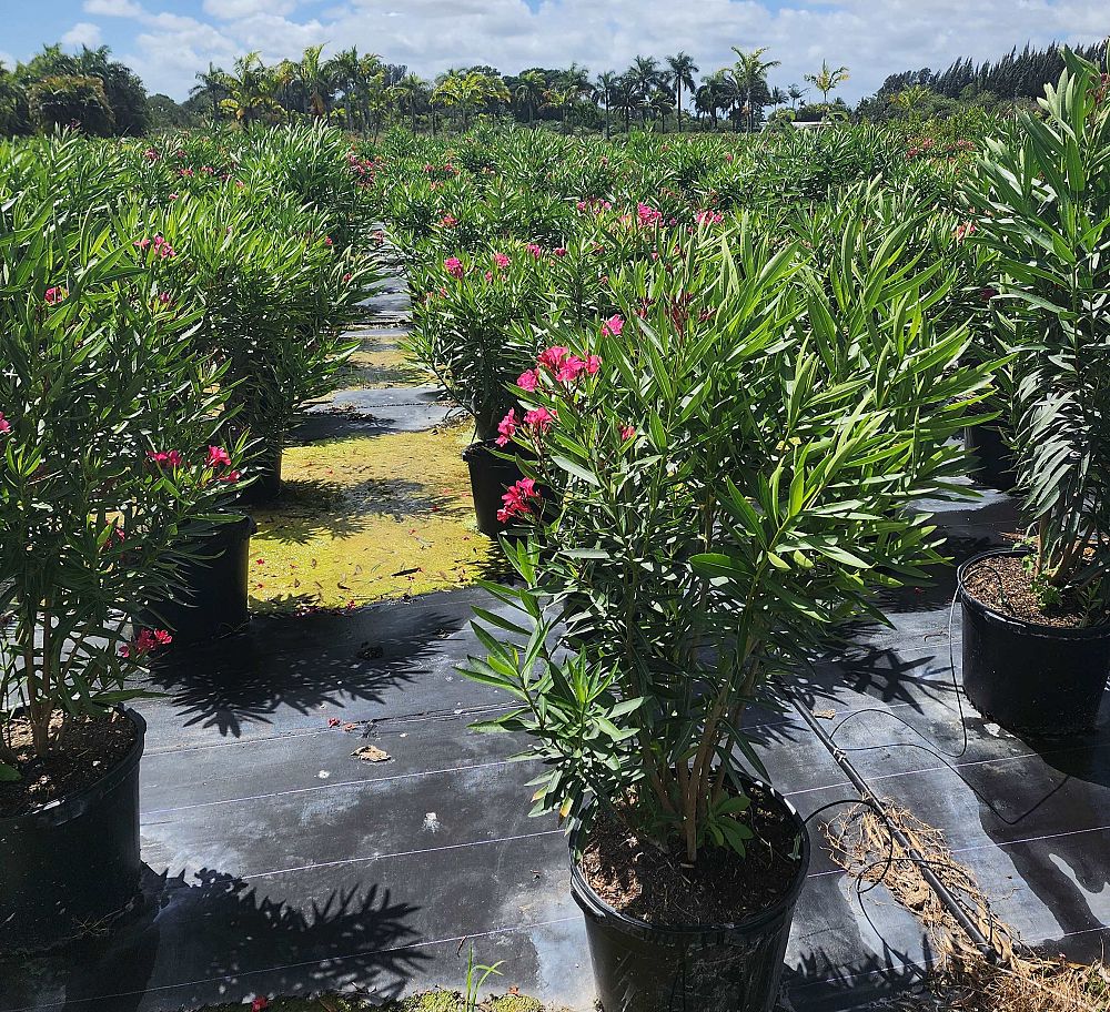 nerium-oleander-oleander