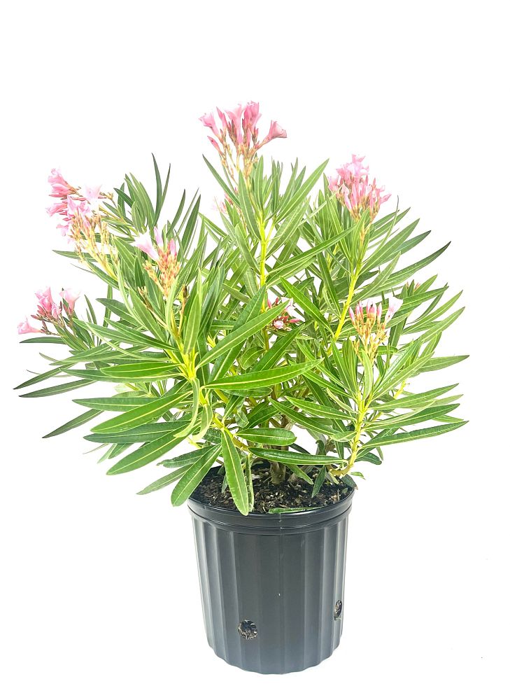 nerium-oleander-oleander