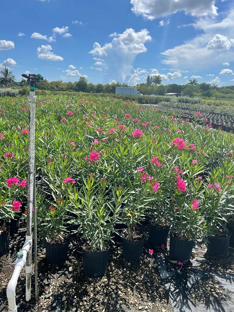 nerium-oleander-oleander