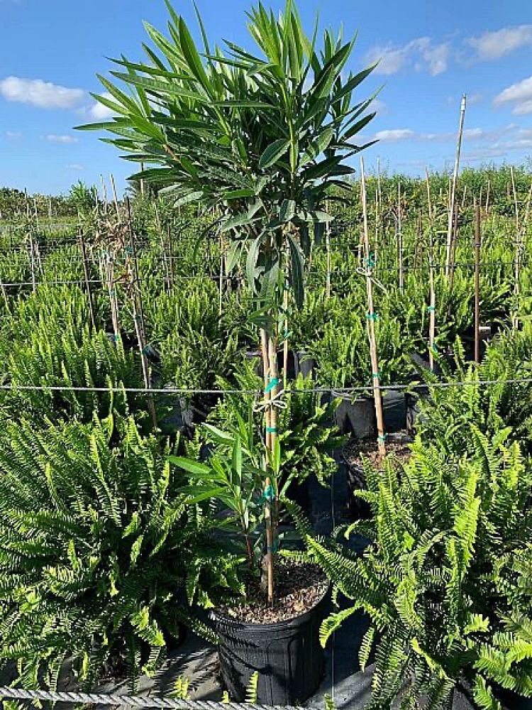 nerium-oleander-oleander