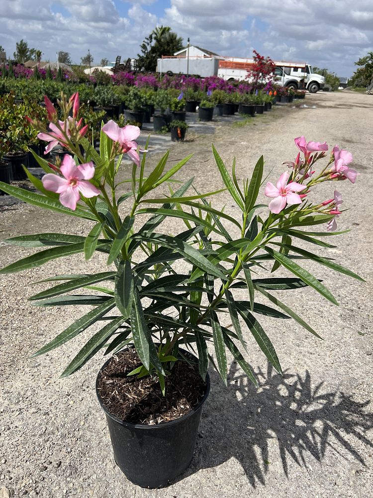 nerium-oleander-oleander