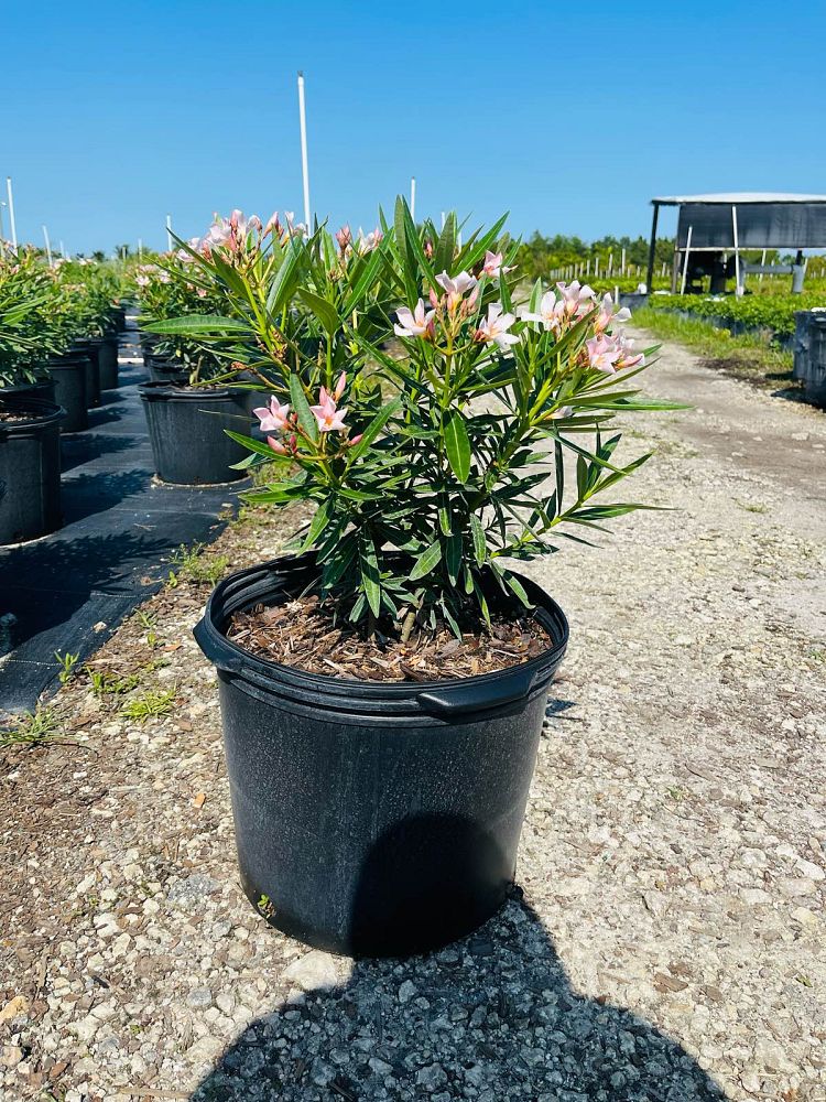 nerium-oleander-oleander