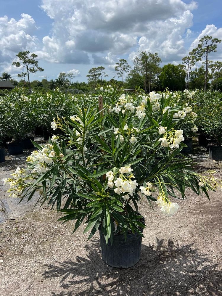 nerium-oleander-oleander