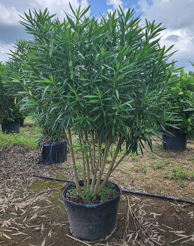 nerium-oleander-oleander
