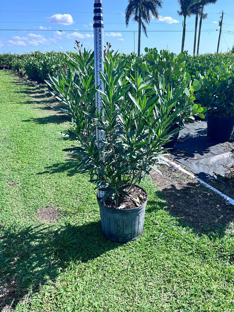 nerium-oleander-oleander