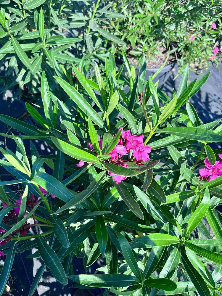 nerium-oleander-oleander