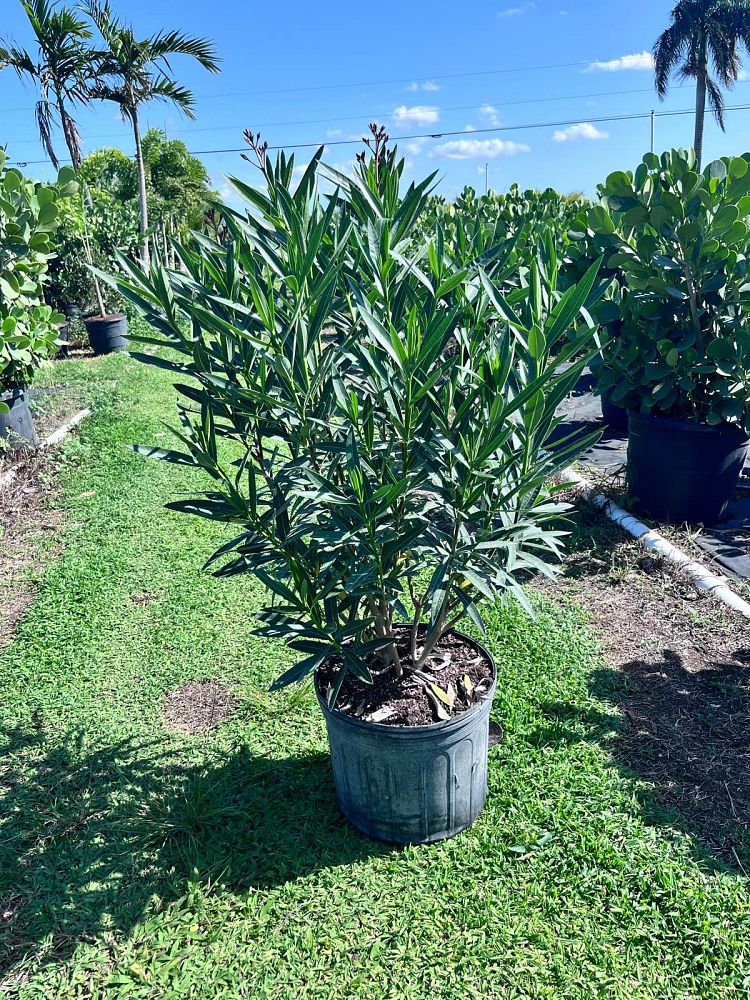 nerium-oleander-oleander