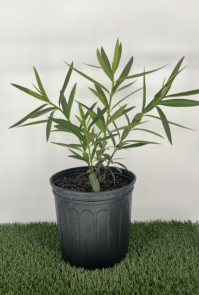 nerium-oleander-oleander