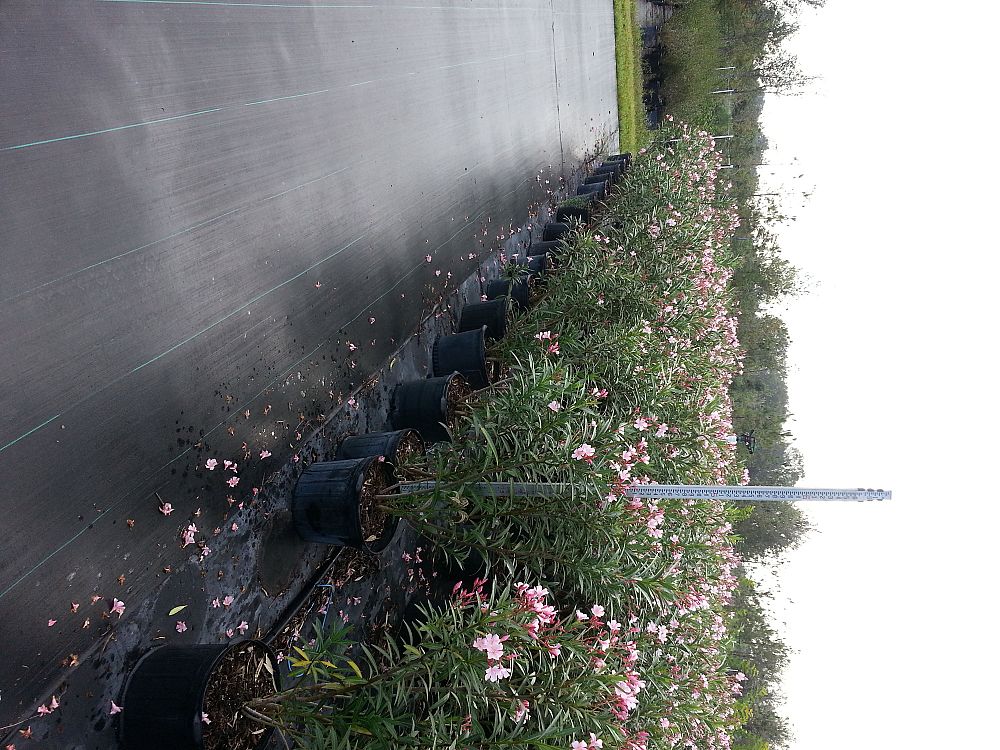 nerium-oleander-petite-pink-oleander
