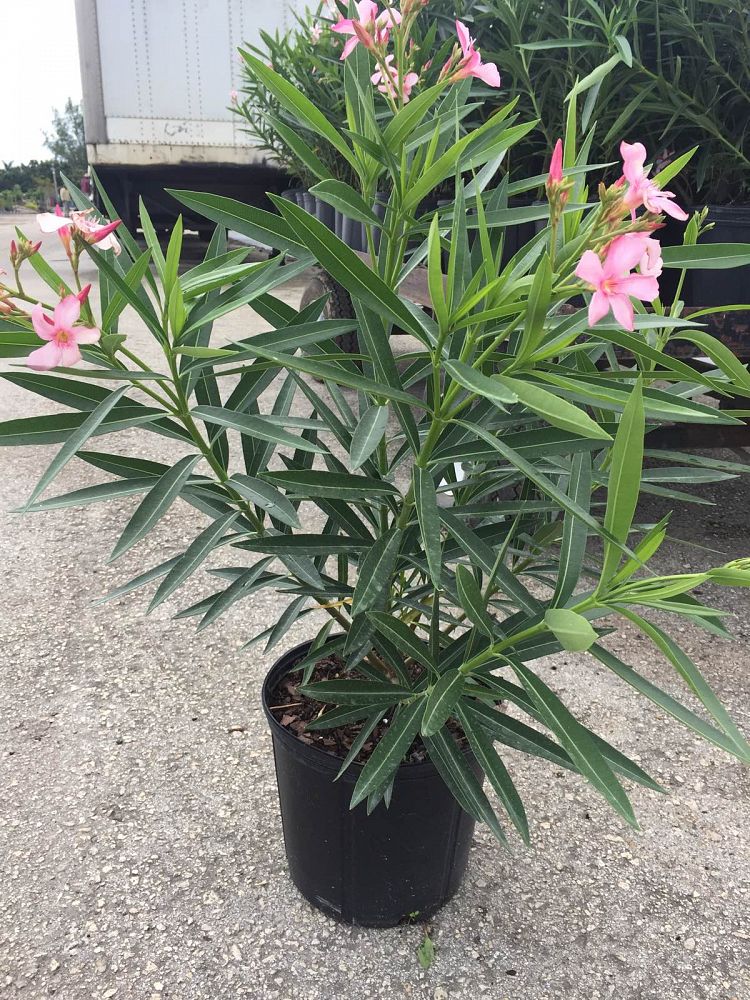 nerium-oleander-petite-pink-oleander