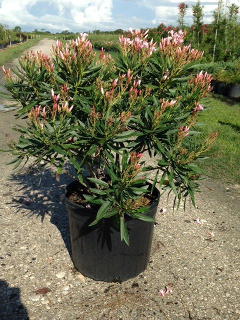 nerium-oleander-petite-pink-oleander