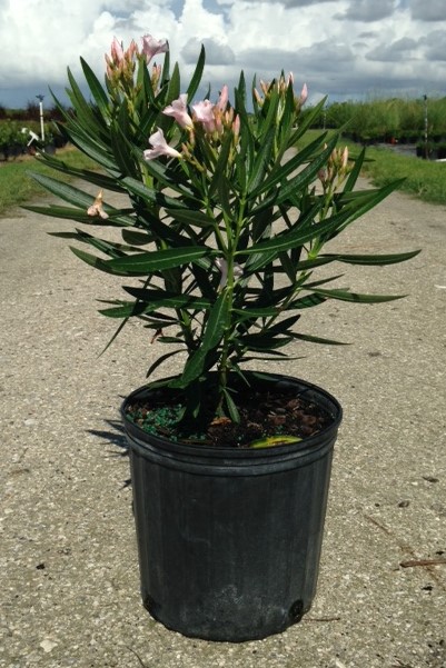 nerium-oleander-petite-pink-oleander