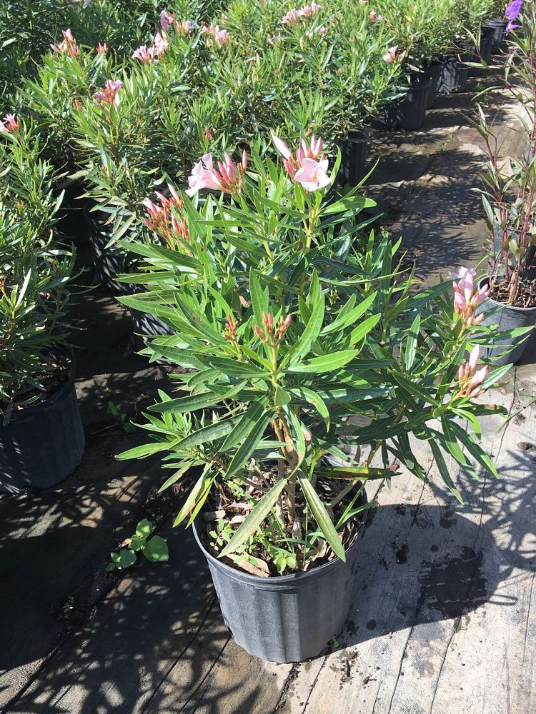 nerium-oleander-petite-pink-oleander