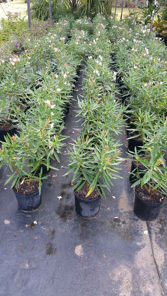 nerium-oleander-petite-pink-oleander