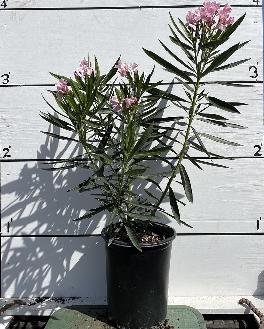 nerium-oleander-petite-pink-oleander