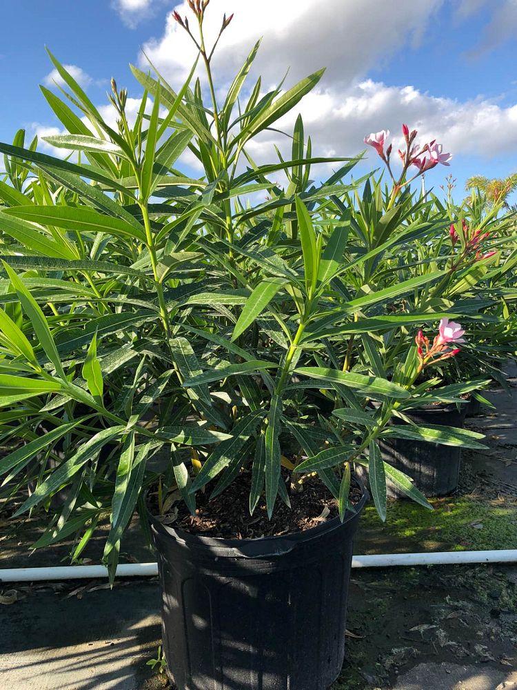 nerium-oleander-petite-pink-oleander