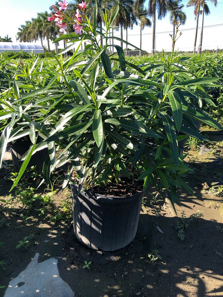 nerium-oleander-petite-pink-oleander