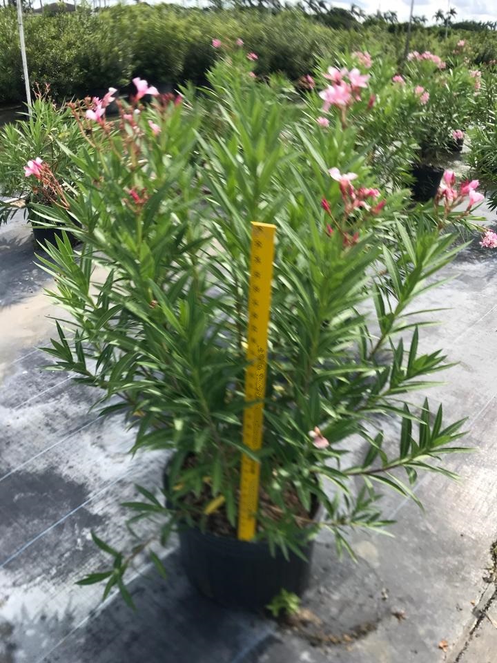 nerium-oleander-petite-pink-oleander