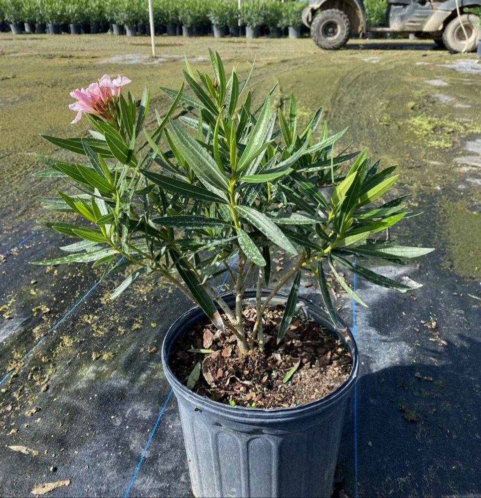 nerium-oleander-petite-pink-oleander